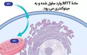 تترازولیوم ، ماده اولیه آزمون MTT