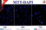 MTT-DAPI