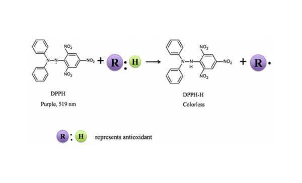 تحليل antioxidant activity