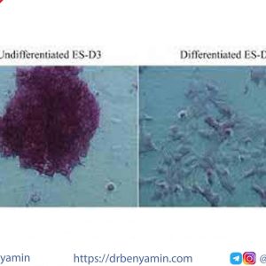 تحليل Akaline phosphate staining