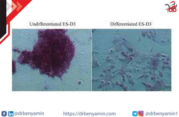 تحليل Akaline phosphate staining