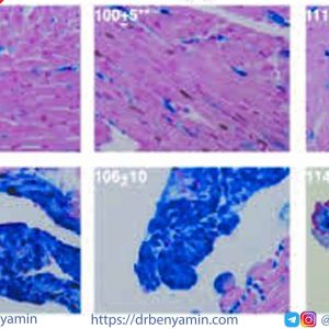 تحليل Alcian blue staining