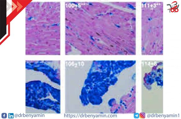 تحليل Alcian blue staining