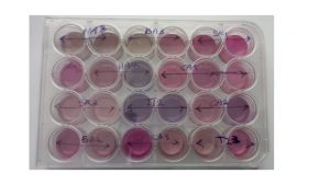 التکاثر الخلوي Cell proliferation