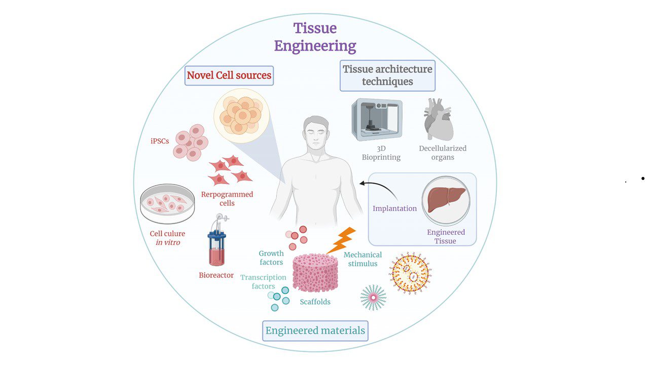 الطباعة الحیویة لزراعة الأنسجة