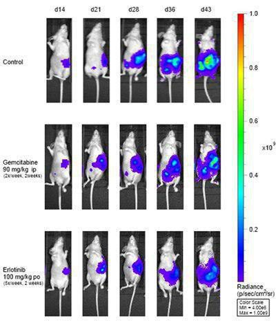 نماذج أورام Orthotopic